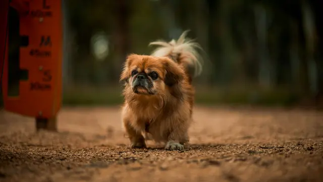 Pekingese