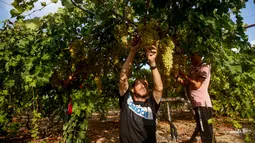 Petani memanen buah anggur di sebuah pertanian di Kota Gaza, Palestina, Selasa (6/8/2019). Anggur menjadi hasil pertanian kedua terbesar di Palestina, setelah zaitun. (Mohammed ABED/AFP)