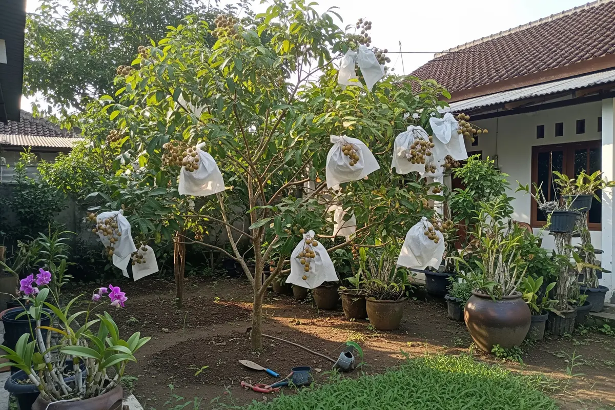 Bahan Berongsong Kelengkeng Paling Bagus Pakai Kertas Semen atau Plastik?
