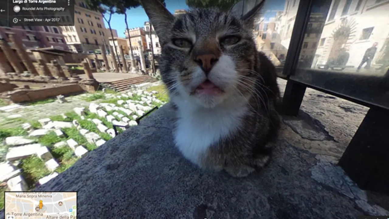 7 Foto Kocak Hewan Tertangkap Kamera Google Street View