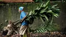 Saat ini, para petani mengatakan bahwa perubahan iklim menjadi ancaman terbesar bagi tanaman cengkih. (Yasuyoshi CHIBA/AFP)