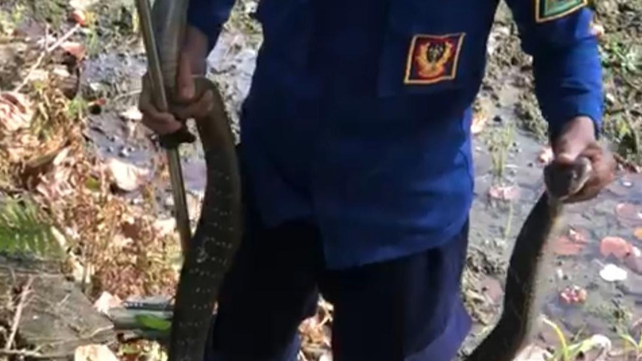 Bikin Geger, Ular Kobra Sepanjang Tiga Meter Muncul dari Rumah Makan