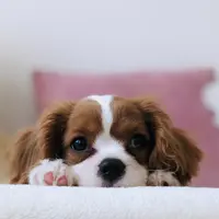 ilustrasi anjing/ T.R Photography/unsplash
