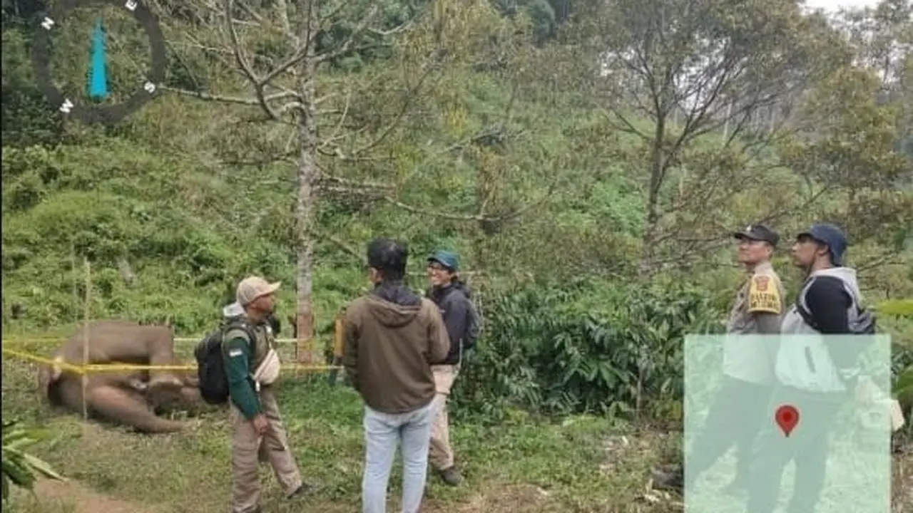 Gajah Sumatera Mati Tersengat Listrik di Aceh Tengah, 1 Warga Mati Diinjak Gajah di Bener Meriah