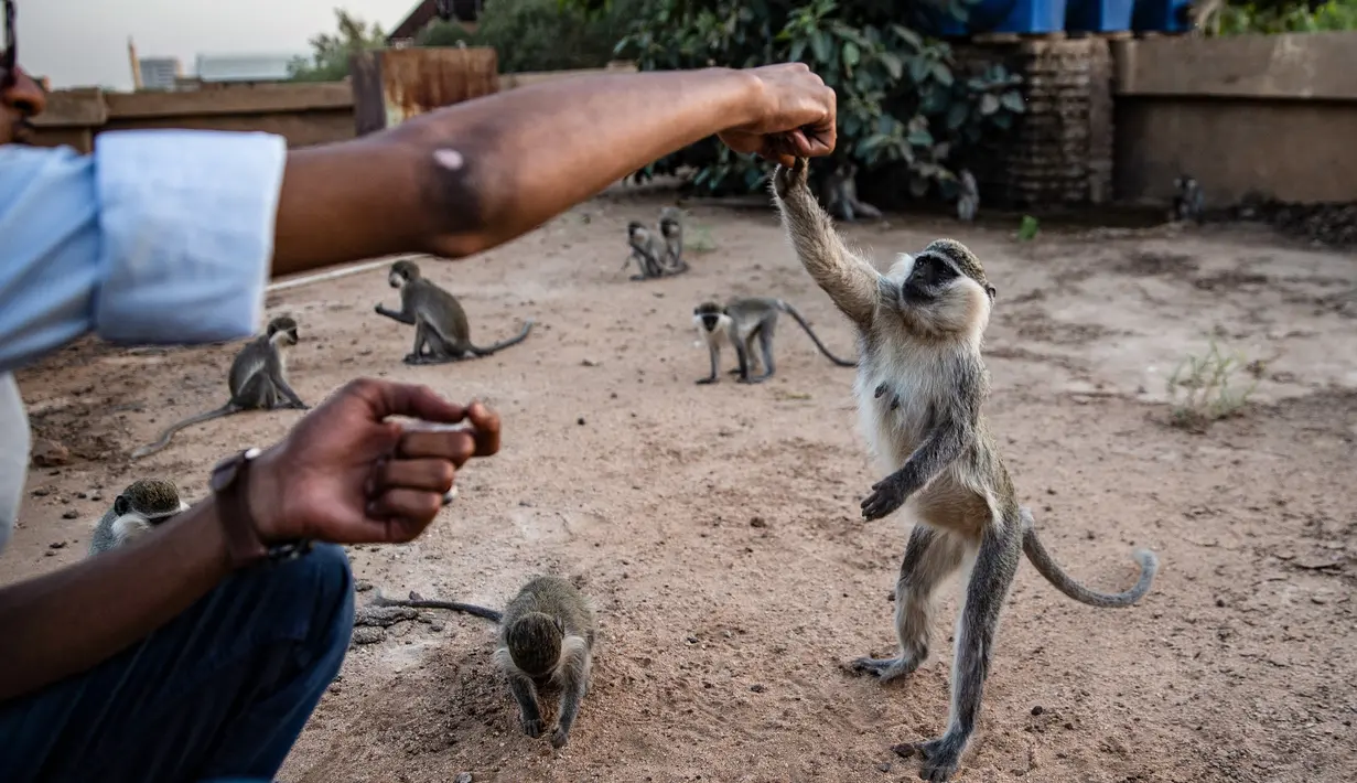 Seorang mahasiswa memberi makan monyet yang hidup bebas di kampus Universitas Khartoum di ibu kota Sudan, pada 9 Maret 2021. Ratusan monyet yang sebagian besar hidup di atap gedung kampus, juga berkeliaran dengan bebas di antara mahasiswa yang sering memberi mereka suguhan. (ABDULMONAM EASSA/AFP)