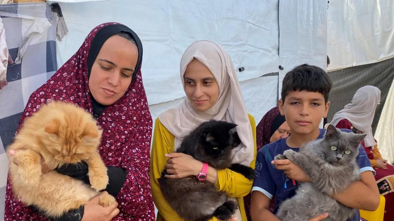 Di tengah tenda darurat pengungsi Khan Younis di Jalur Gaza selatan yang dipadati pengungsi, ada tiga ekor kucing bernama Simsim, Brownie, dan Liza memberikan momen kegembiraan kepada anak-anak Palestina yang kehilangan keceriannya.