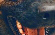 Cara Mencegah Hewan Terkena Rabies, Vaksinasi hingga Sterilisasi