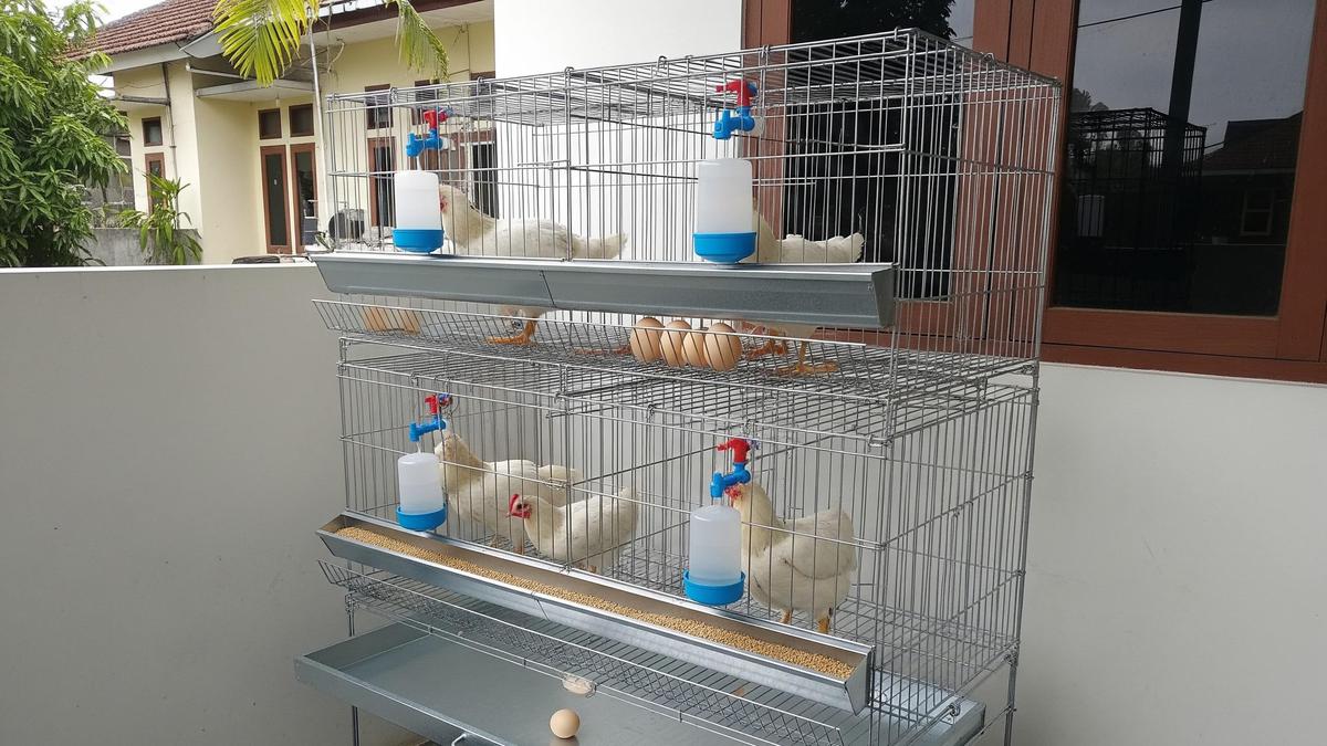 15 Desain Kandang Ayam yang Bikin Ayam Cepat Bertelur, Produktivitas Meningkat
