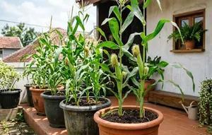 5 Tips Merawat Jagung dalam Pot agar Tanaman Berbuah dengan Baik
