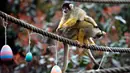 Seekor monyet tupai manaiki tubuh pasangannya ketika berebut telur Paskah yang berisi cacing dan biji-bijian di Kebun Binatang London, Inggris, Kamis (29/3). (AP Photo/Alastair Grant)