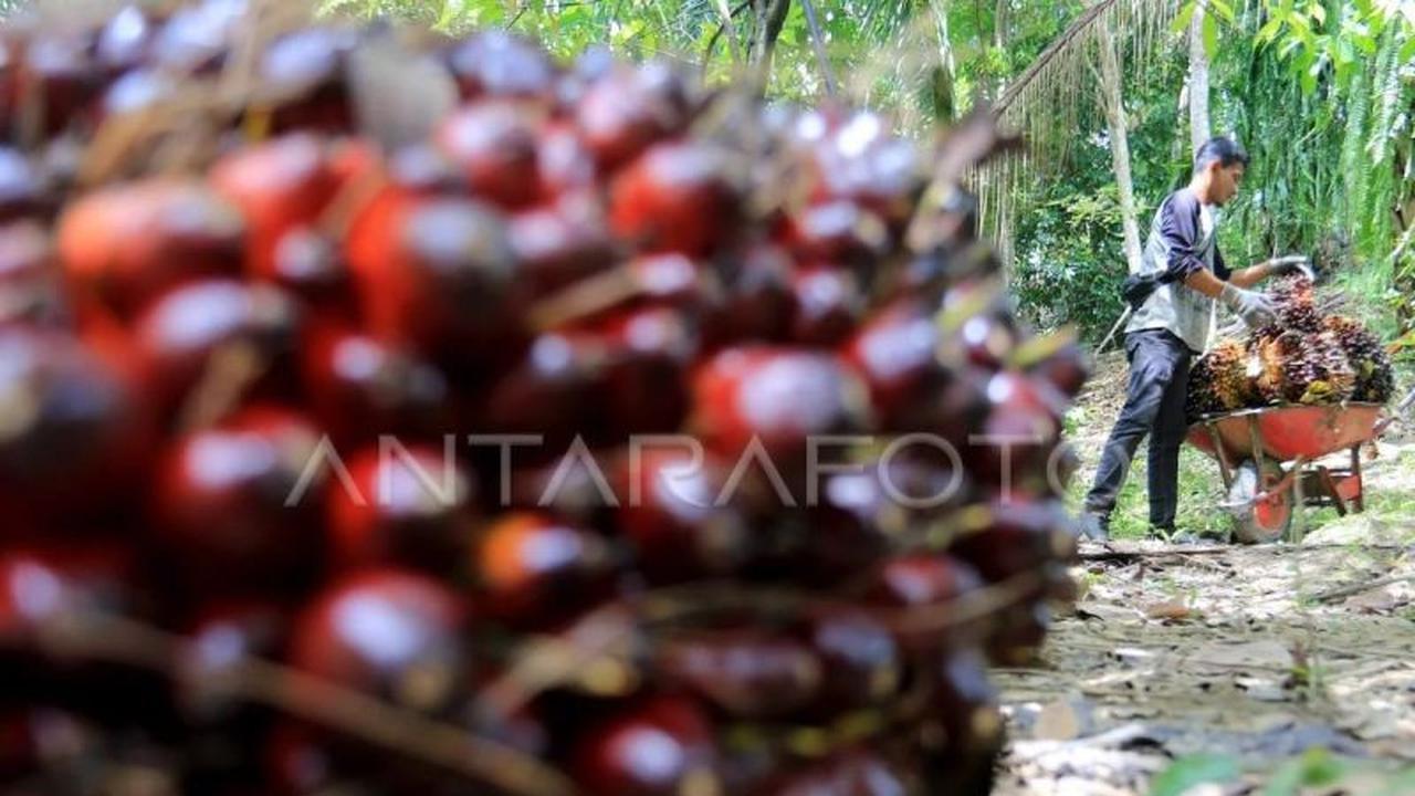 Harga TBS Sawit Aceh: Petani Rugi Ratusan Rupiah per Kilo, Apkasindo Sesalkan PKS Abaikan Ketetapan Pemerintah
