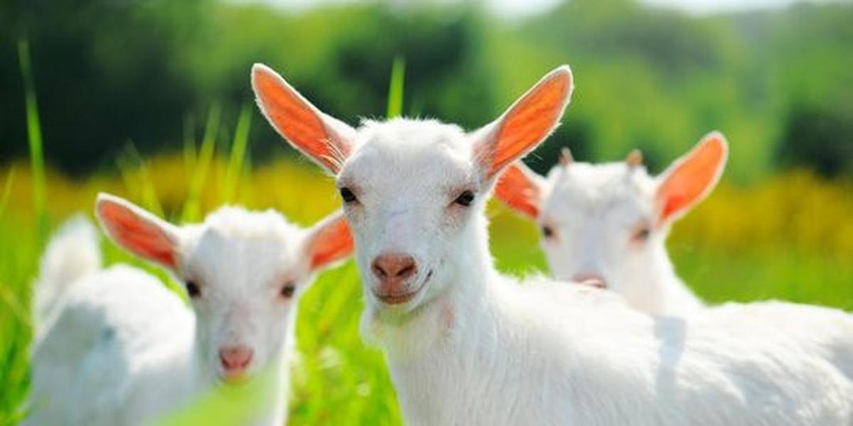 Mengaku khilaf, pria ini perkosa kambing
