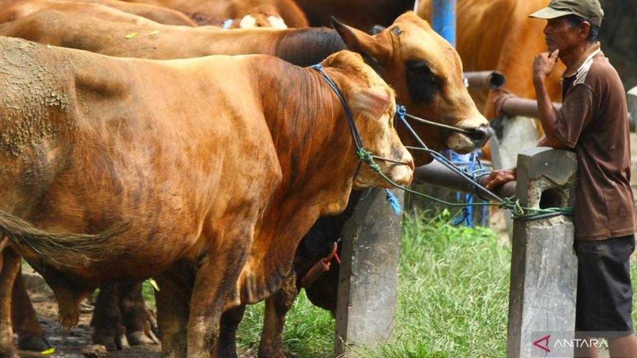 Kementan Perketat Pengawasan Harga Sapi Hidup Jelang Ramadan dan Idul Fitri 2026