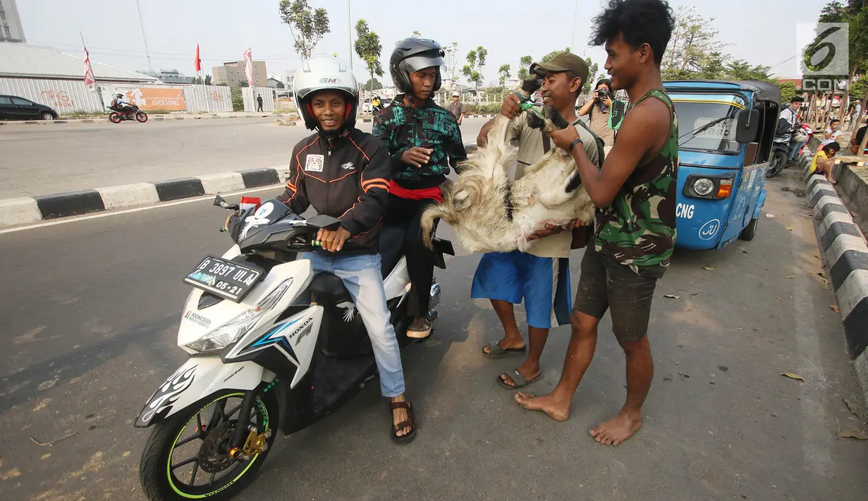 Pembeli membawa kambing yang dibeli di kawasan Kemayoran, Jakarta, Kamis (31/8). H-1 jelang Idul Adha, hewan kurban mulai didistribusikan para pedagang kepada sejumlah pembeli di Ibukota. (Liputan6.com/Immanuel Antonius)