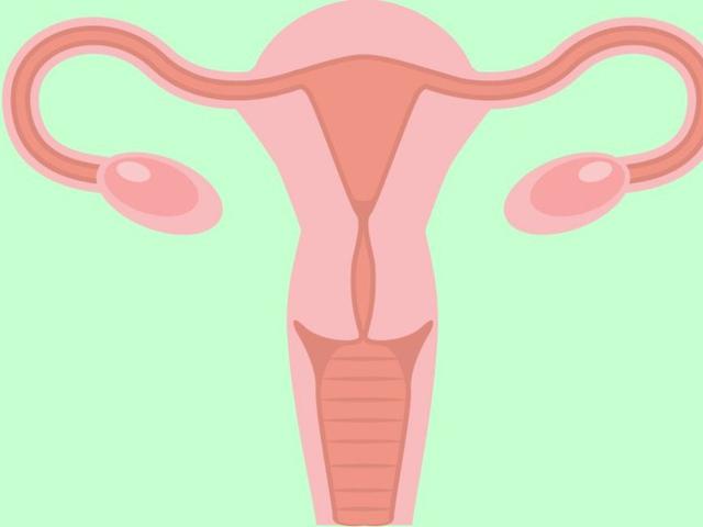 5 Hal Tentang Ovarium Yang Harus Wanita Ketahui Health Liputan6 Com