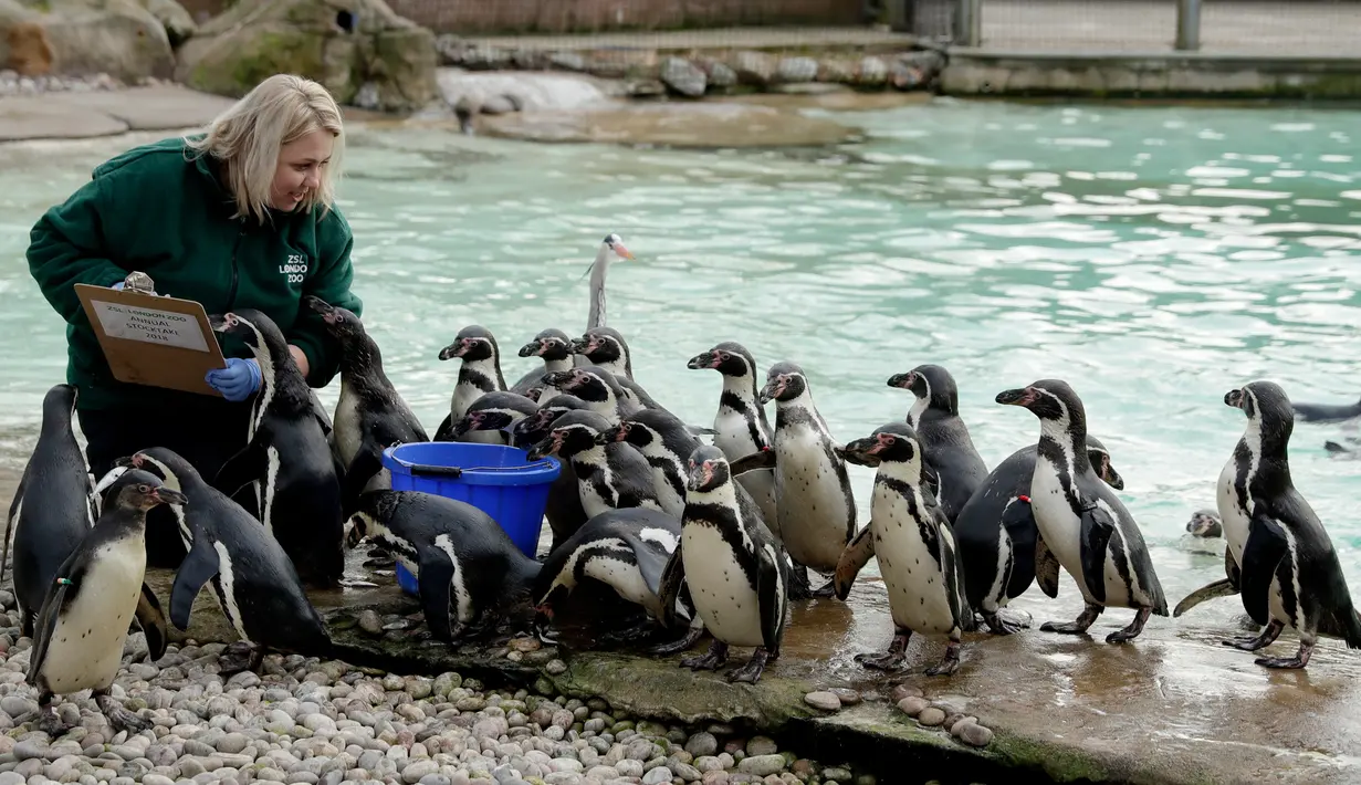Seorang pekerja menghitung di samping kandang penguin selama sensus hewan tahunan di London Zoo, 7 Februari 2018. Para penjaga memancing beberapa binatang dengan makanan supaya mau keluar dari kandangnya. (AP/Matt Dunham)
