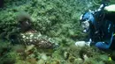 Ikan Kerapu di taman alam Port-Cros telah mengalami penurunan yang drastis, Prancis, Senin (1/5). Ikan Kerapu kini menjadi langka akibat perburuan dan pencemaran. (AFP Photo/ Boris HORVAT)