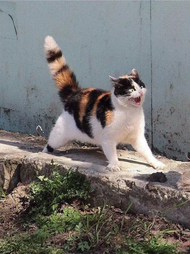 7 Potret Gemas Kucing Ketakutan Ini Lucu Banget, Sampai Dipeluk Anjing
