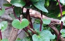 Sering Jadi Obat Herbal, Daun Binahong Diklaim Efektif Cegah Penyakit Mulai Dari Asam Urat hingga Gula Darah