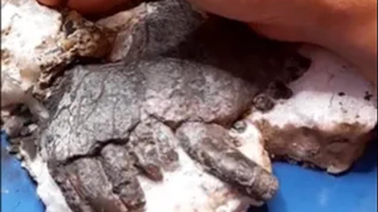 Pola Kehidupan Pampaphoneus