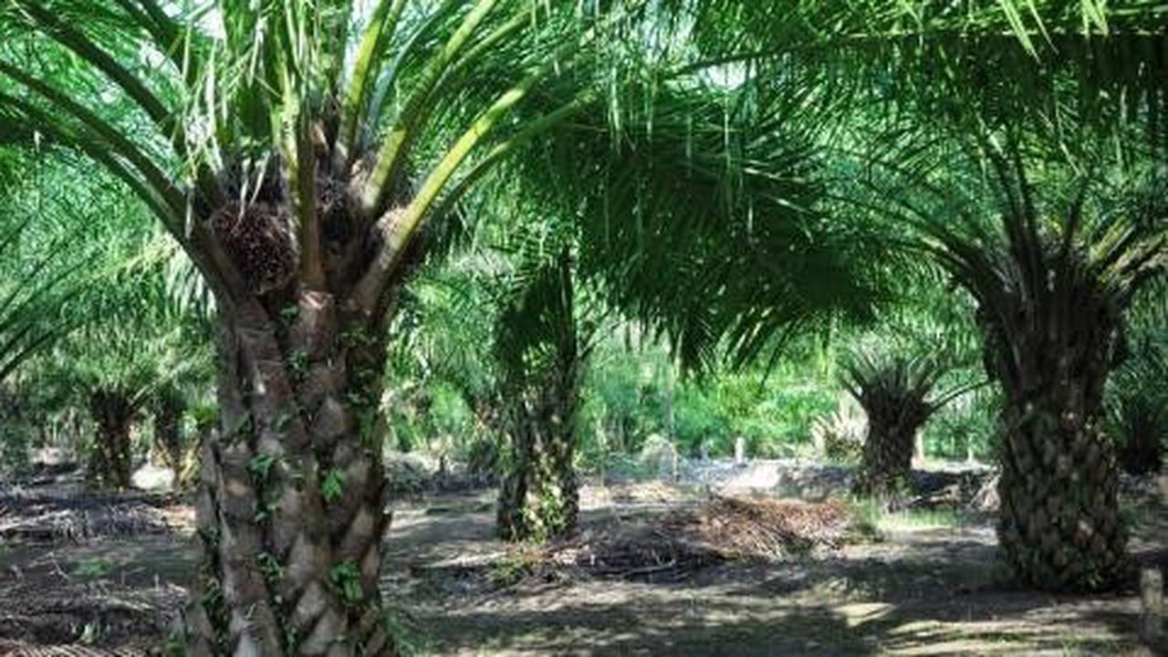 Astra Agro Lestari bagi dividen Rp 995 per saham