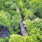 Mangrove Wonorejo (Sumber: Explore Surabaya/Instagram)