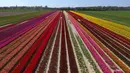 Pandangan udara terlihat ladang bunga tulip saat matahari bersinar di Korschenbroich, Jerman Barat (18/4). Tulip merupakan nama genus untuk 100 spesies tumbuhan berbunga yang termasuk ke dalam keluarga Liliaceae. (AFP Photo/Ina Fassbender)