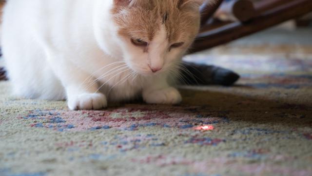 Alasan Mengapa Kucing Rela Berlarian Mengejar Sinar Laser Citizen6 Liputan6 Com