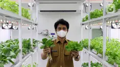 Petugas Suku Dinas KPKP Jakarta Selatan menunjukkan tanaman yang ditanam menggunakan teknik hidroponik dalam container farming dan agro electrifying di Agro Edukasi Wisata Ragunan, Jakarta, Selasa (12/10/2021). Budidaya pertanian ini dilakukan tanpa menggunakan tanah. (Liputan6.com/Herman Zakharia)