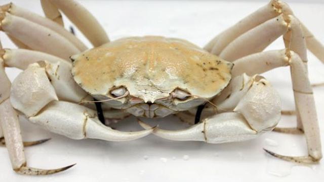 Kepiting Kristal Dianggap Kebal Covid 19 Dengan Harga Jual Rp 3 Juta Lebih Global Liputan6 Com