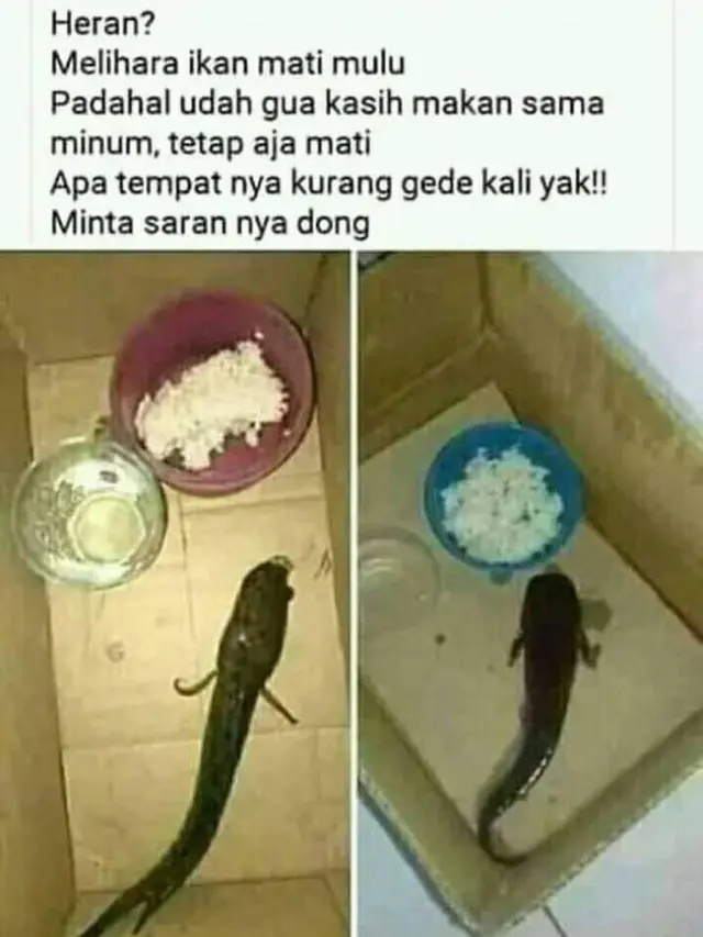 6 Kelakuan Absurd Kasih Makan Ikan Ini Bikin Geleng Kepala