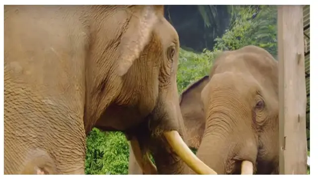 Ilmuan Teliti Hewan Apa Saja yang Bisa Kenali Wajahnya di Cermin, Ini Hasilnya