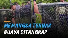 Seekor buaya akhirnya ditangkap dengan alat penjerat buaya karena sering memangsa hewan ternak warga.