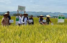 Panen Raya Baznas Tingkatkan Kesejahteraan Petani di Polewali Mandar