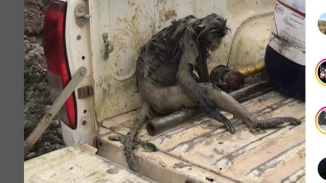 Nasib Miris Seekor Monyet Terpisah dari Kawanannya danTerkulai Lemas di Area Tambang Kalimantan Timur.