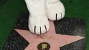 Snoopy berpose  di Hollywood Walk of Fame pada upacara penghargaan di California, Senin (2/11). Untuk merayakan 65 tahun Snoopy dan Charlie Brown, film terbaru  berjudul The Peanuts Movie  dirilis pada 6 November di AS. (AFP PHOTO/Robyn Beck)