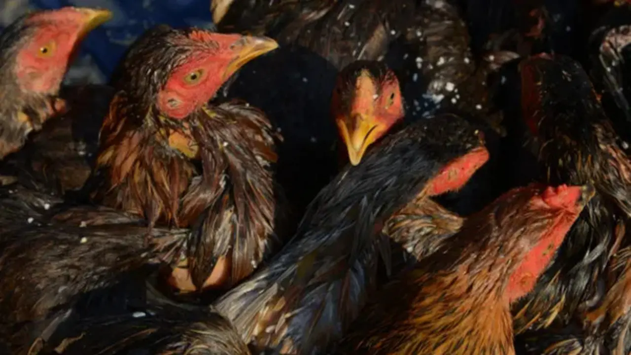 Ilustrasi ayam. (AFP/Tang Chhin Sothy)