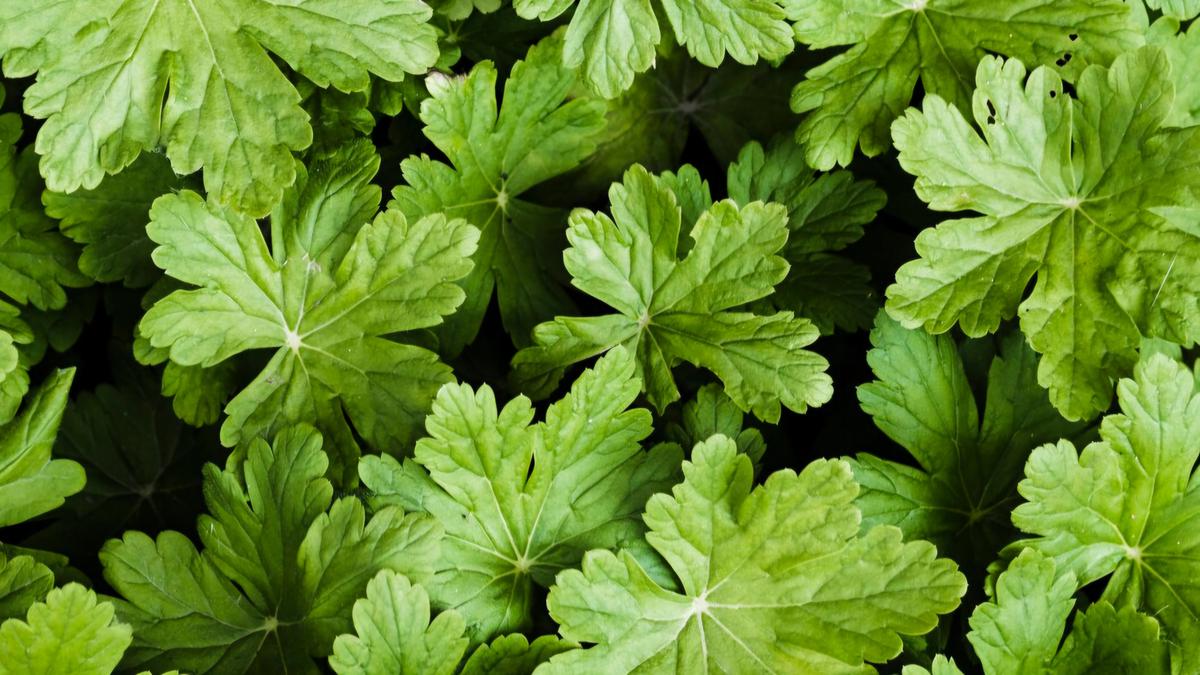 Tanaman Panjang Umur Bagi Wanita, Bermanfaat Buat Kesehatan Kulit hingga Reproduksi