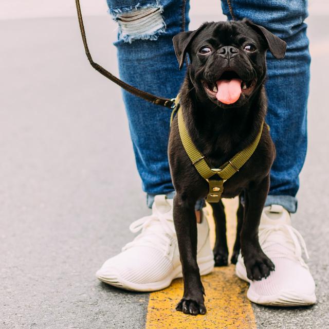 Lowongan Kerja Jalan Jalan Dengan Anjing Gajinya Rp572 Juta Lifestyle Liputan6 Com