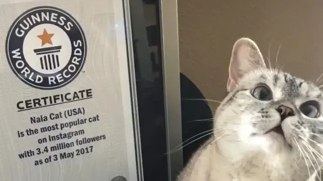 Nala Cat salah satu kucing terkaya dan populer di Instagram