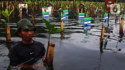 Penanaman 1.000 pohon mangrove dilakukan di Taman Wisata Alam Mangrove Angke Kapuk, Jakarta, pada Sabtu 7 Desember 2024. (Liputan6.com/Angga Yuniar)