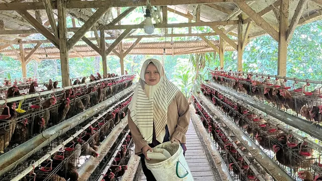 Pemilik Usaha Ayam Petelur di Cibodas, Nahtadia (28)