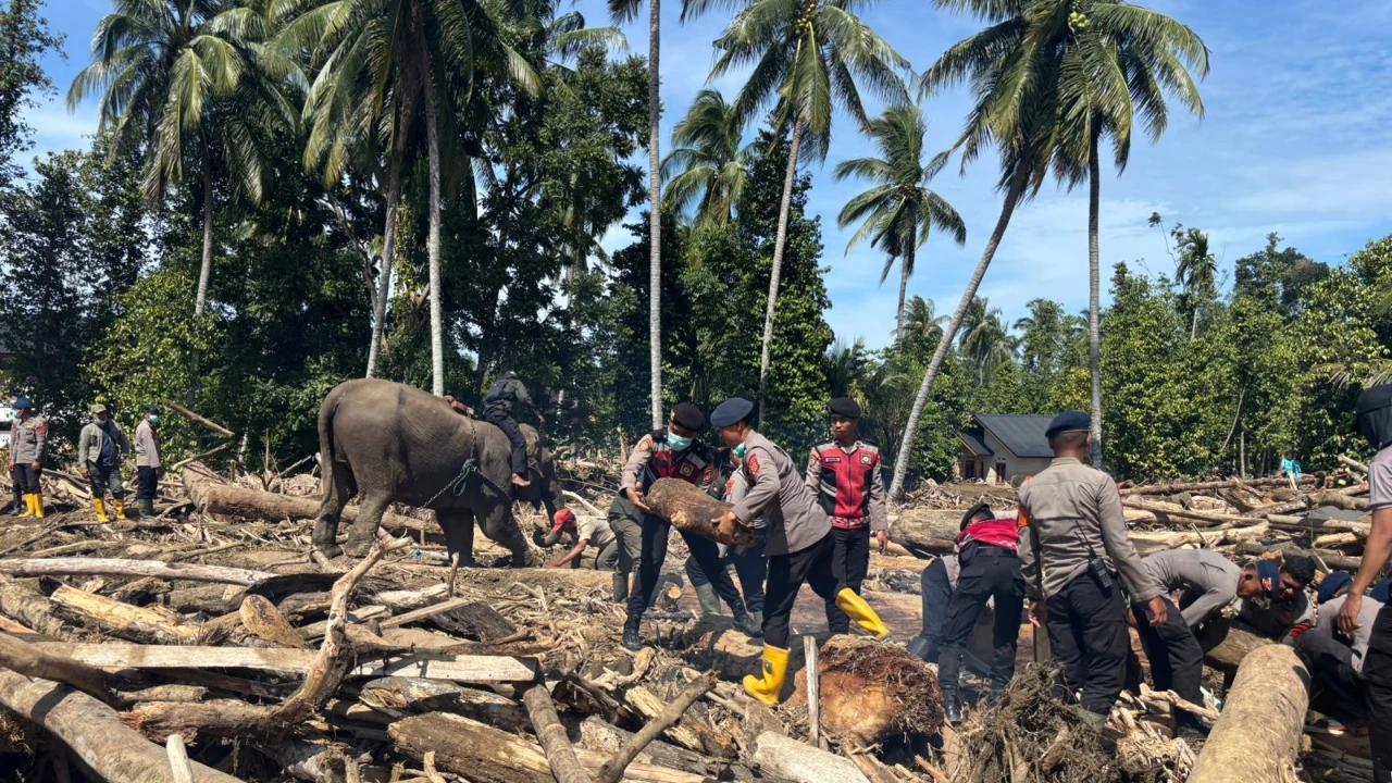 Cegah Kematian Gajah Sumatra Akibat Virus EEHV, Kemenhut Gandeng Vantara dari India*