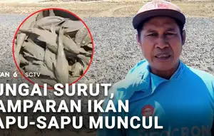 Sungai Surut, Hamparan Ikan Sapu-Sapu Muncul