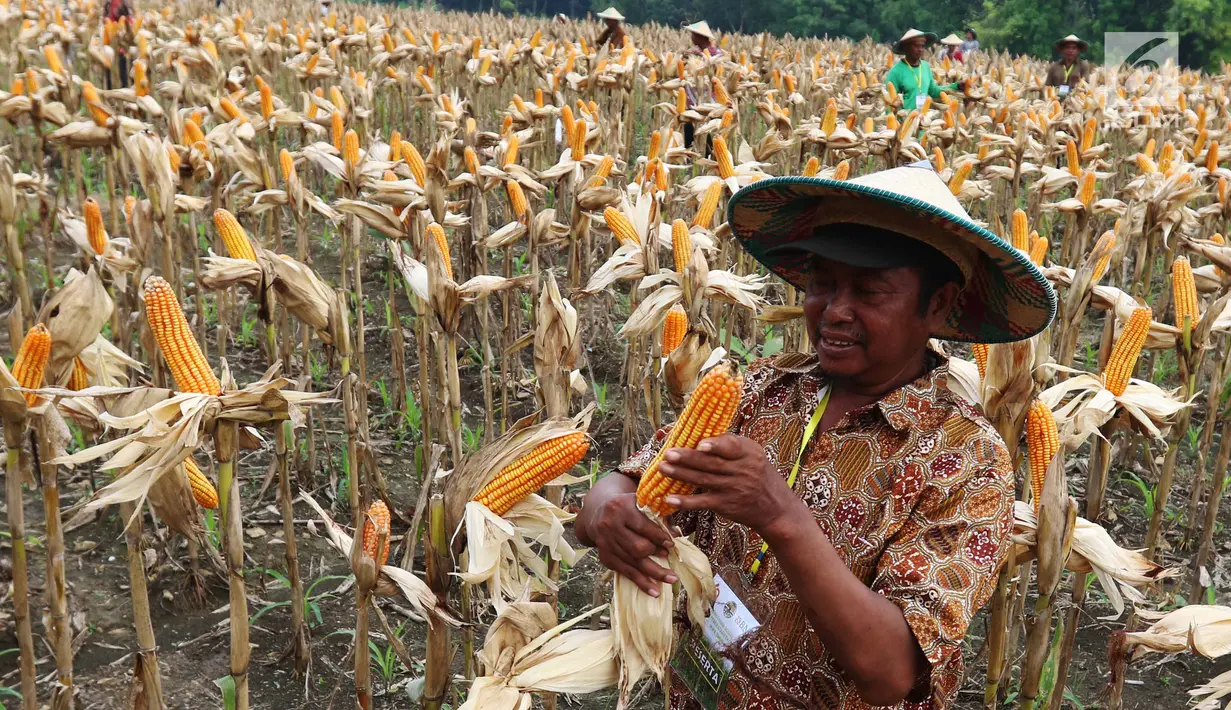 Seorang petani memanen jagung di Tuban, Jawa Timur, Jumat (9/3). Jagung tersebut dihargai Rp 3.000 - Rp 3.200 per kilogram. (Liputan6.com/Angga Yuniar)