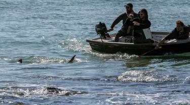 Warga berada di perahu menyaksikan fenomena munculnya kawanan hiu pasir di lepas pantai Hadera dan Tel Aviv, Israel (23/1). Puluhan hiu pasir mendadak bermunculan di pesisir Israel. (AFP Photo/Jack Guez )