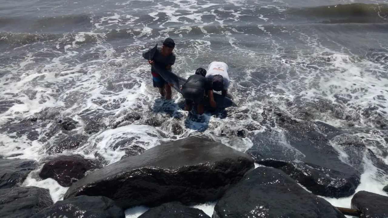 lumba-lumba Terdampar di Pantai Padanggalak Bali