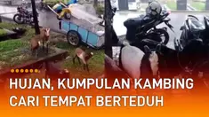 Aksi sekumpulan kambing ketika hujan deras menarik perhatian.