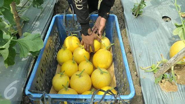 20170423-Budidaya Melon Premium Stella F1-Afandi