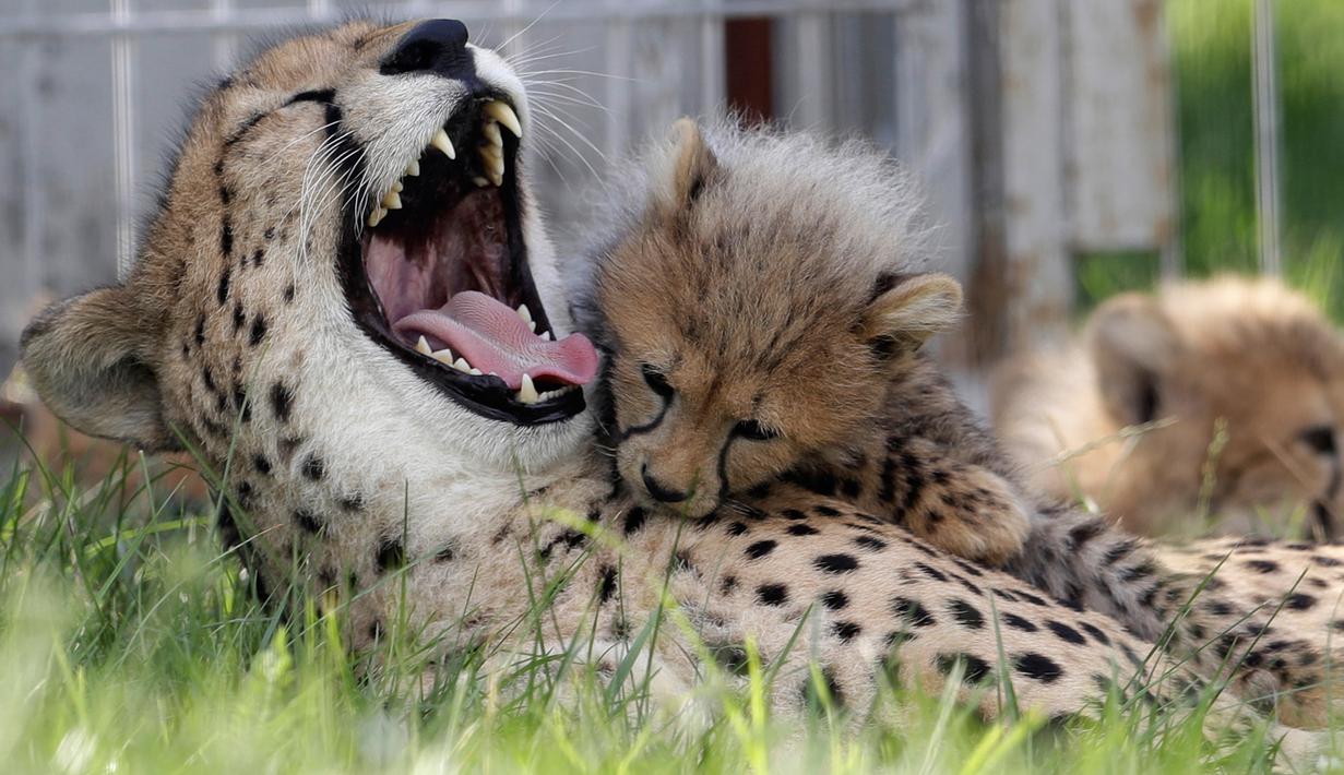 Bayi cheetah berinteraksi dengan induknya, Savannah, di Kebun Binatang Praha, Republik Ceko, Kamis (3/8). Lima ekor cheetah, 3 jantan dan 2 betina, dilahirkan pada 15 Mei 2017 lalu dan menambah total cheetah di kebun binatang ini. (MICHAL CIZEK/AFP)